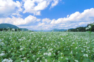 【大地に咲く白い絨毯】下郷町猿楽台地のそば畑に広がる美景