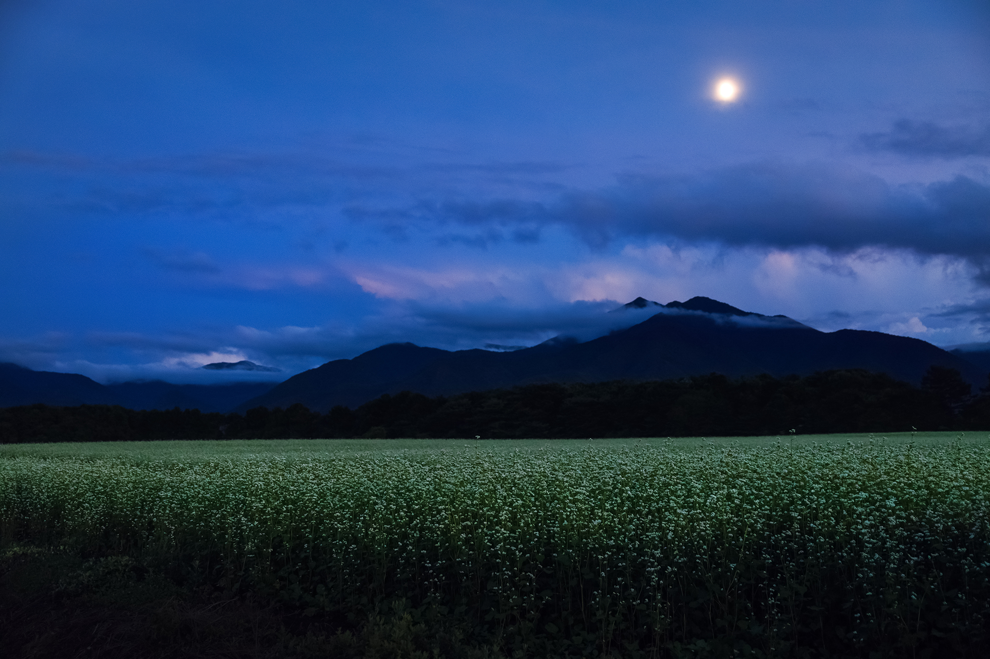猿楽台地のそば畑