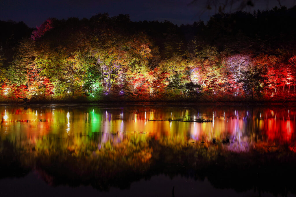 観音沼森林公園 ライトアップ2024