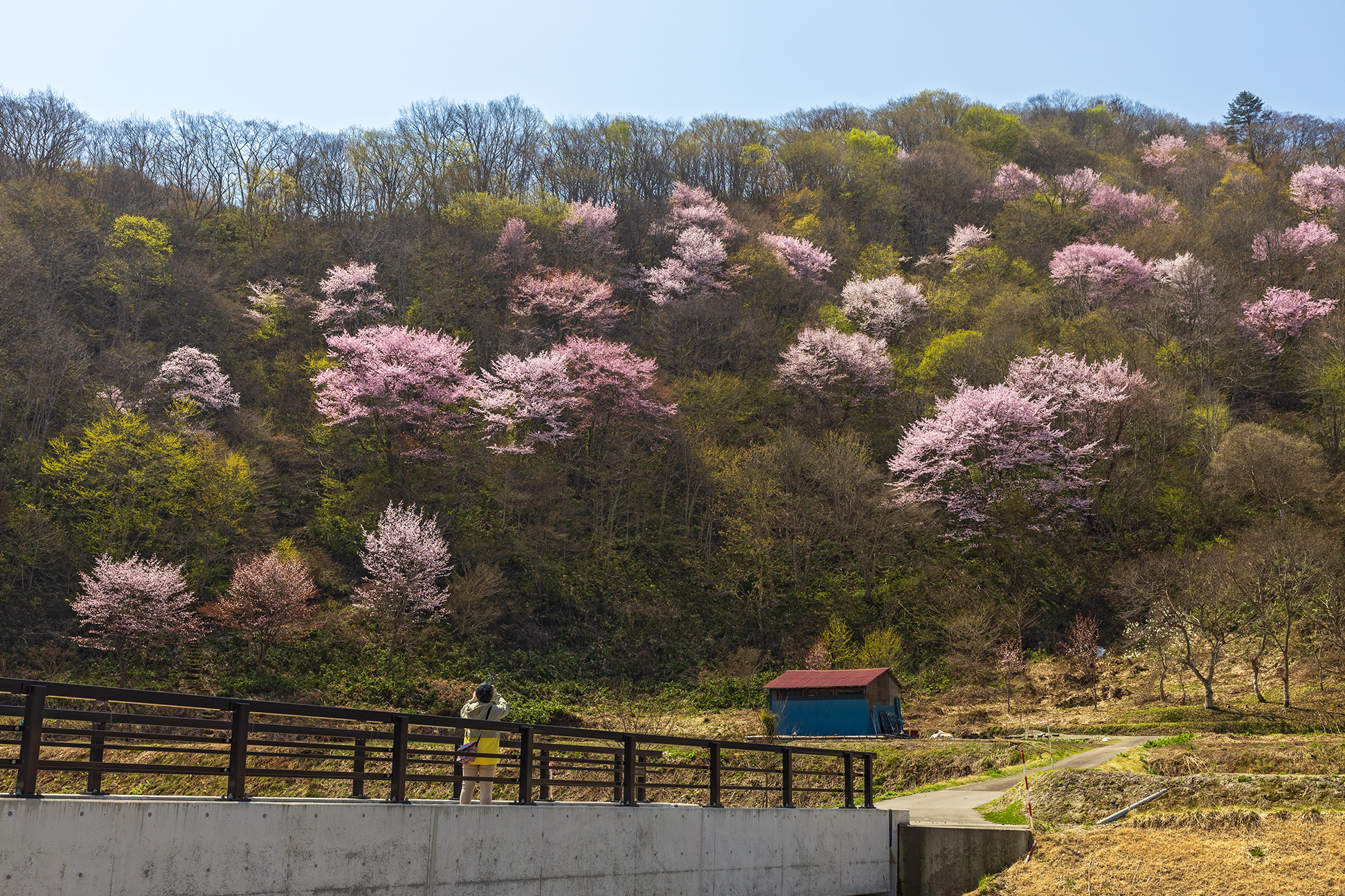 戸赤の山桜