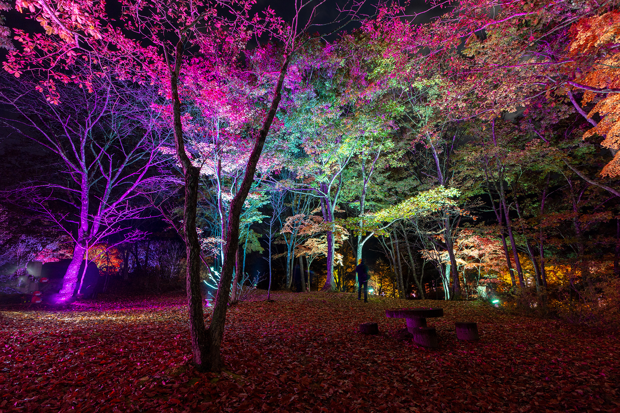 観音沼森林公園 ライトアップ