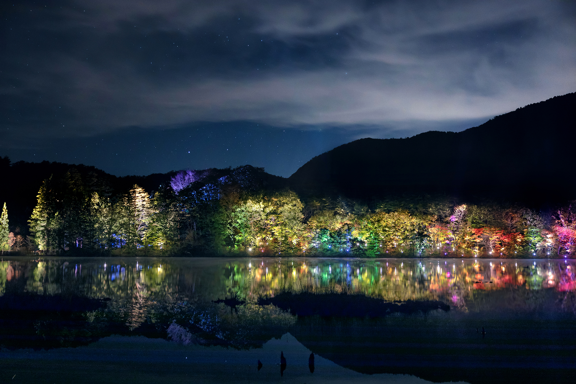 観音沼森林公園 ライトアップ