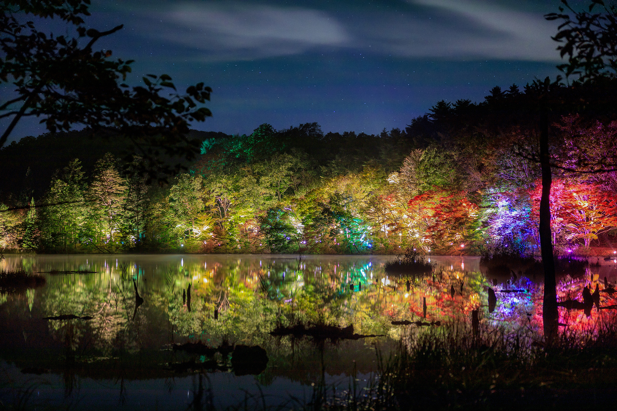 観音沼森林公園　紅葉のライトアップ