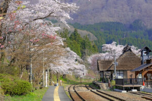 湯野上温泉駅の桜が見頃！下郷町 春だより 2025