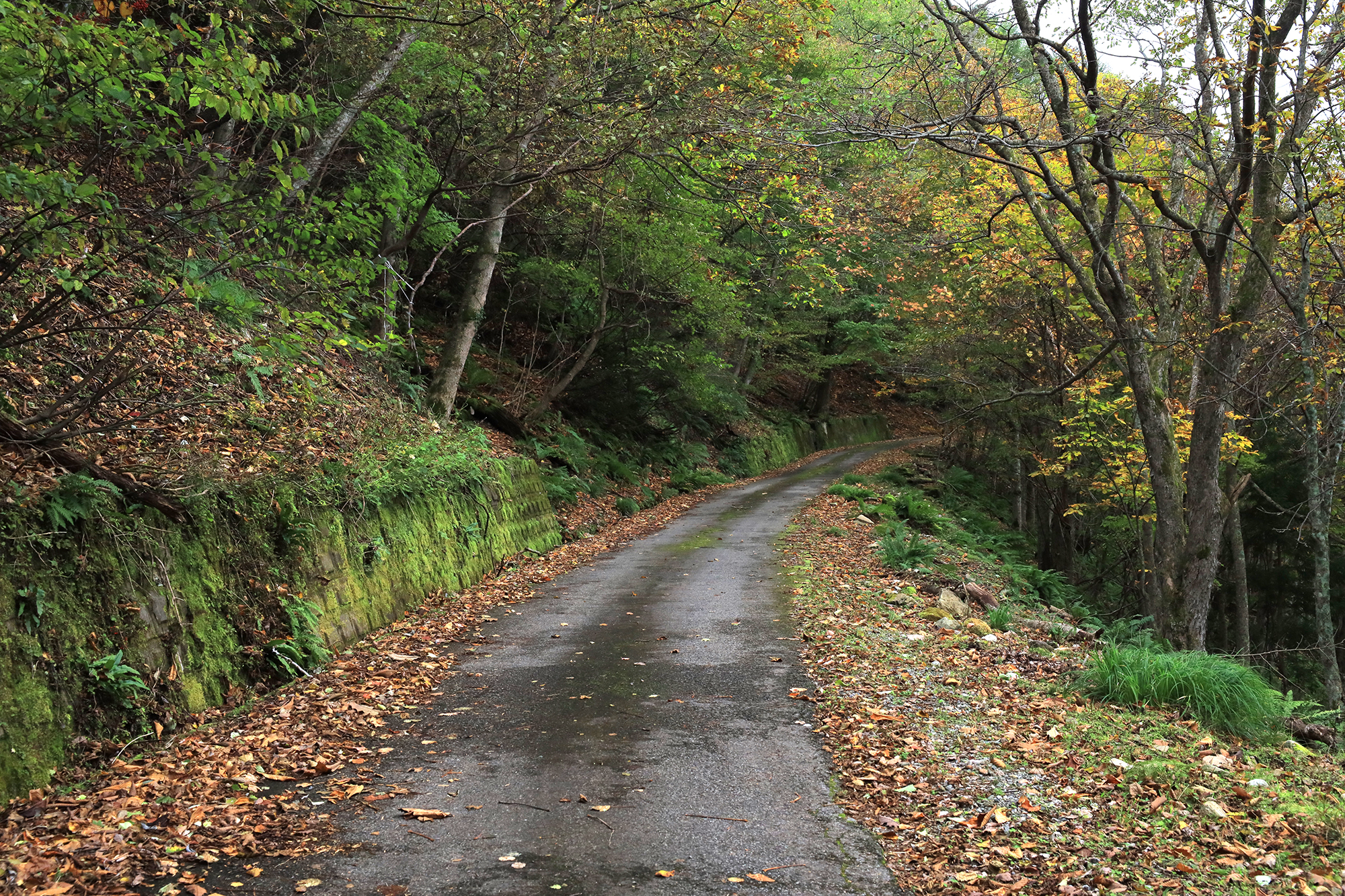 日暮の滝へ向かう林道の様子