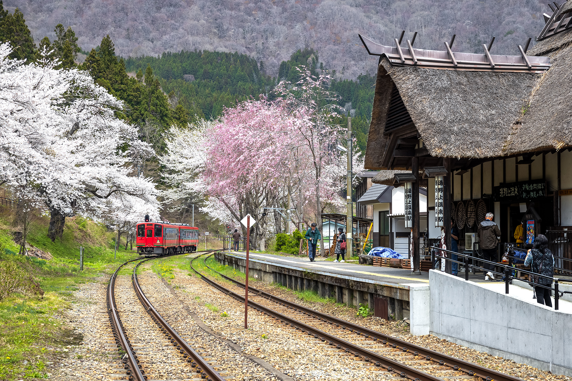 湯野上温泉駅の桜が見頃を迎えています